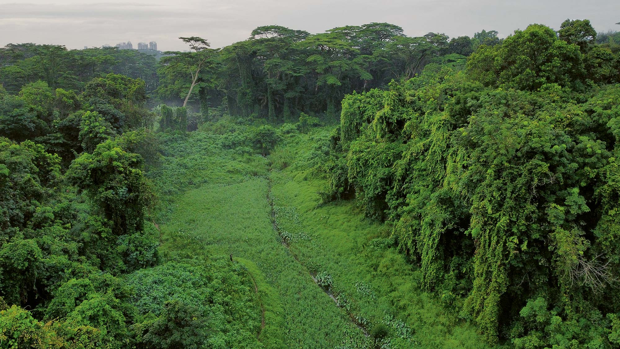 Clementi Forest Clementi Forest